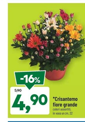 DPiù Crisantemo fiore grande offerta