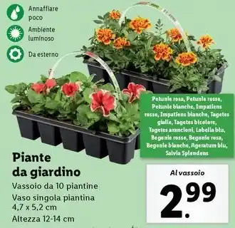 Lidl Piante da giardino offerta