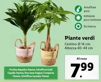 Lidl Piante verdi offerta