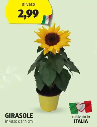 GIRASOLE in vaso da 14 cm