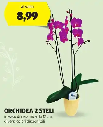 ALDI ORCHIDEA 2 STELI offerta
