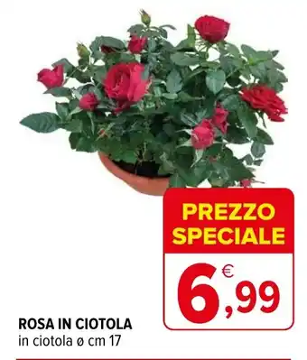 Iperal ROSA IN CIOTOLA in ciotola cm 17 offerta