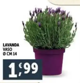 LAVANDA VASO ø CM 14