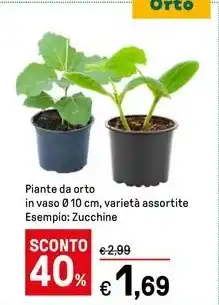 Iper La Grande Piante da orto offerta