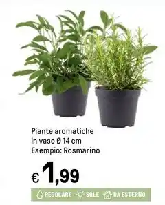 Iper La Grande Piante aromatiche offerta