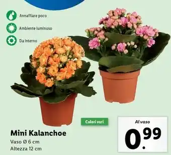 Lidl Mini Kalanchoe offerta