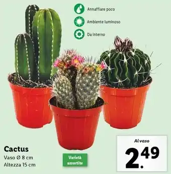 Lidl Cactus offerta