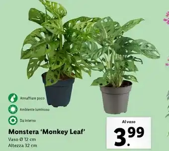 Lidl Monstera 'Monkey Leaf' offerta