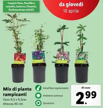 Lidl Mix di piante rampicanti offerta