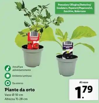 Lidl Piante da orto offerta