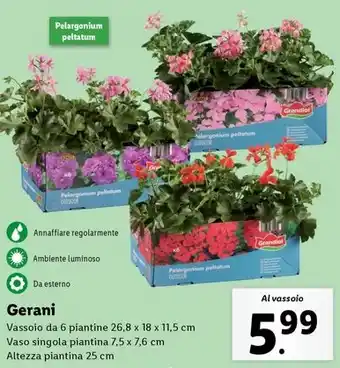 Gerani