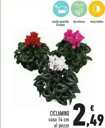 Conad City Ciclamino vaso 14 cm offerta