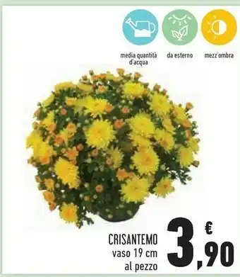Conad Crisantemo vaso offerta
