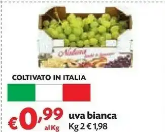 Panorama Uva bianca offerta