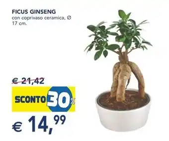 Esselunga FICUS GINSENG offerta