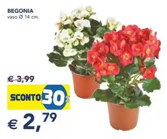 Esselunga BEGONIA vaso 14 cm. offerta