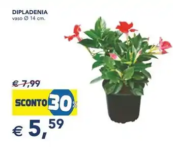 Esselunga DIPLADENIA offerta