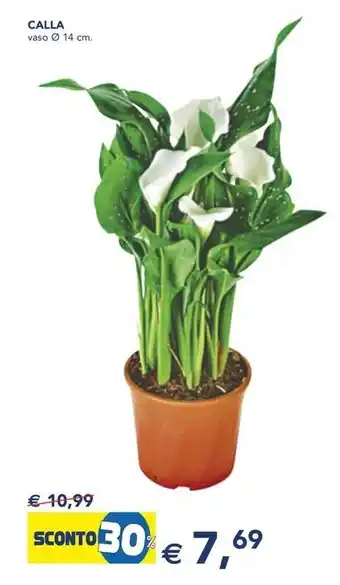 Esselunga CALLA offerta