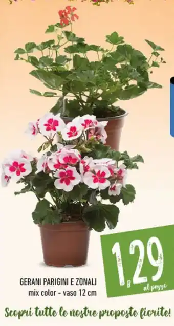 GERANI PARIGINI E ZONALI mix color - vaso 12 cm