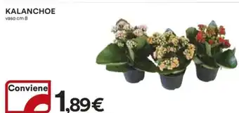 Ipercoop KALANCHOE offerta