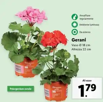 Lidl Gerani offerta