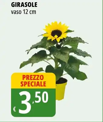 Tigros GIRASOLE vaso 12 cm offerta