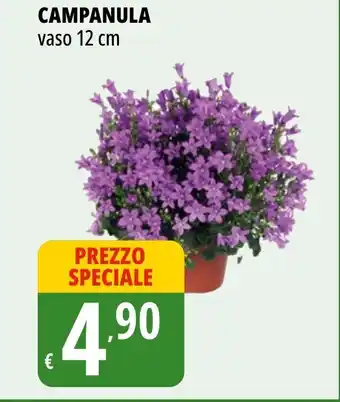 Tigros CAMPANULA vaso 12 cm offerta