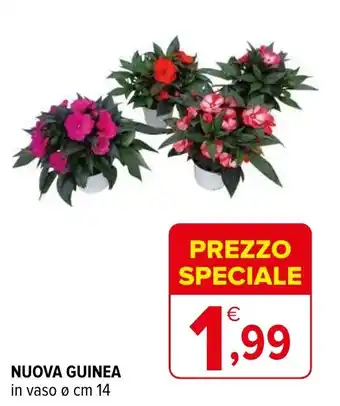 Iperal NUOVA GUINEA in vaso ø cm 14 offerta