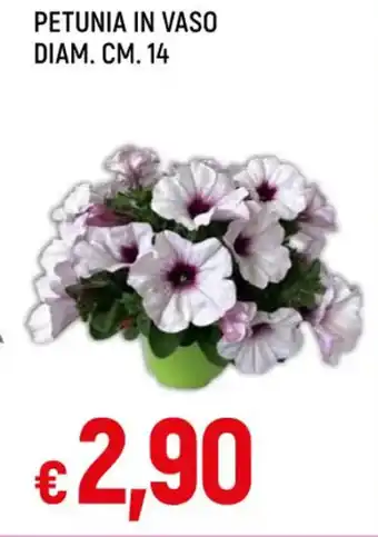 Famila PETUNIA IN VASO DIAM. CM. 14 offerta