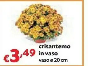 Crisantemo in vaso