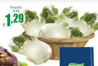 Finocchi