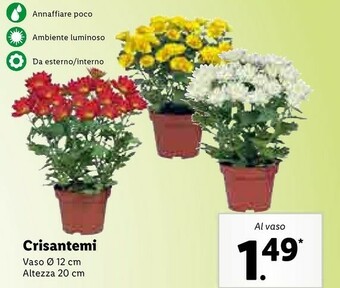 Lidl Crisantemi offerta