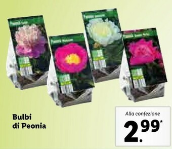Lidl Bulbi di peonia offerta