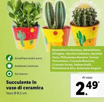Lidl Lild succulente in vaso di ceramica offerta