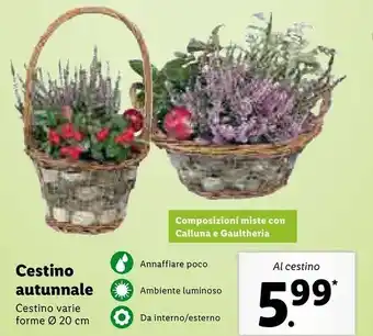 Lidl Lidl cestino autunnale offerta