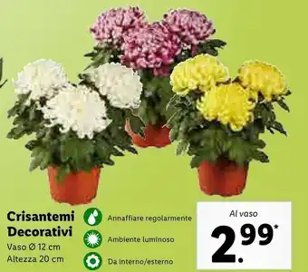 Lidl Crisantemi decorativi vaso 12 cm altezza 20 cm offerta