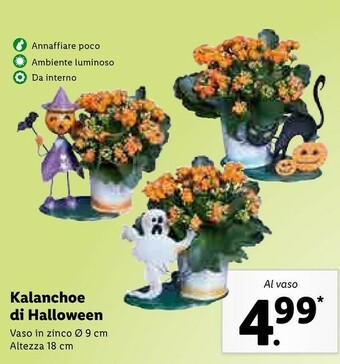 Lidl Kalanchoe di halloween offerta
