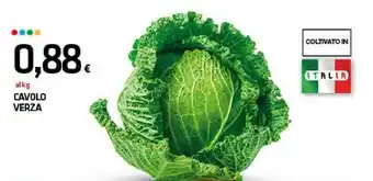 Cavolo verza