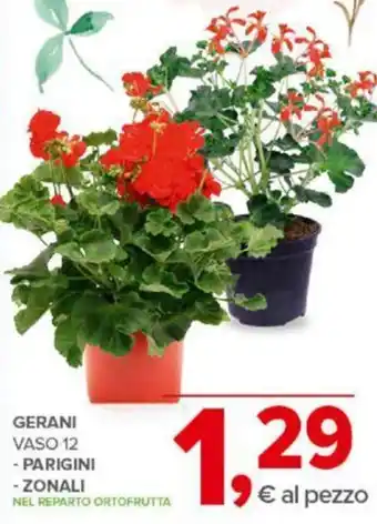 Todis GERANI VASO 12 - PARIGINI - ZONALI offerta