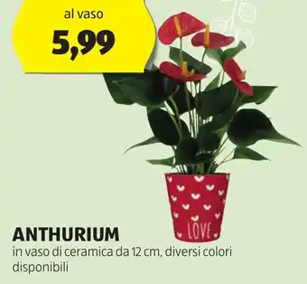 ALDI ANTHURIUM offerta