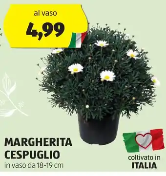 ALDI MARGHERITA CESPUGLIO offerta