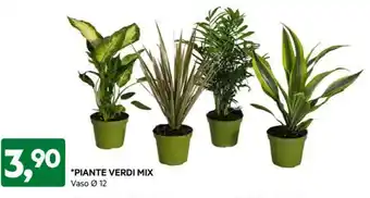 DPiù PIANTE VERDI MIX offerta