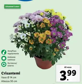 Lidl Crisantemi offerta