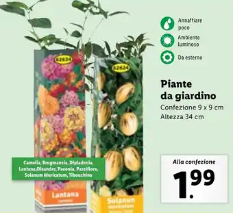 Lidl Piante da giardino offerta