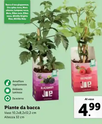 Lidl Piante da bacca offerta