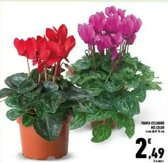 Conad Superstore Pianta ciclamino offerta