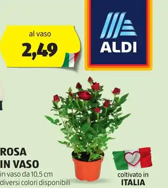 ALDI ROSA IN VASO in vaso da 10,5 cm diversi colori disponibili offerta