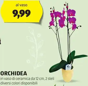 ALDI ORCHIDEA in vaso di ceramica da 12 cm, 2 steli diversi colori disponibili offerta