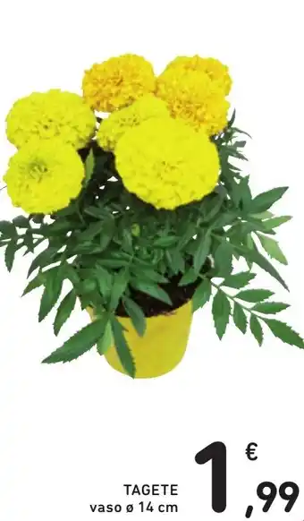 TAGETE vaso 14 cm