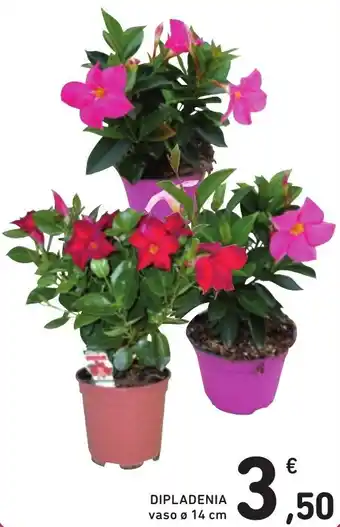 DIPLADENIA vaso 14 cm